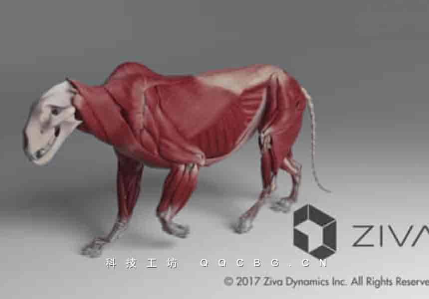 医学人体动物肌肉骨骼模拟 Ziva Dynamics Ziva VFX v2.1