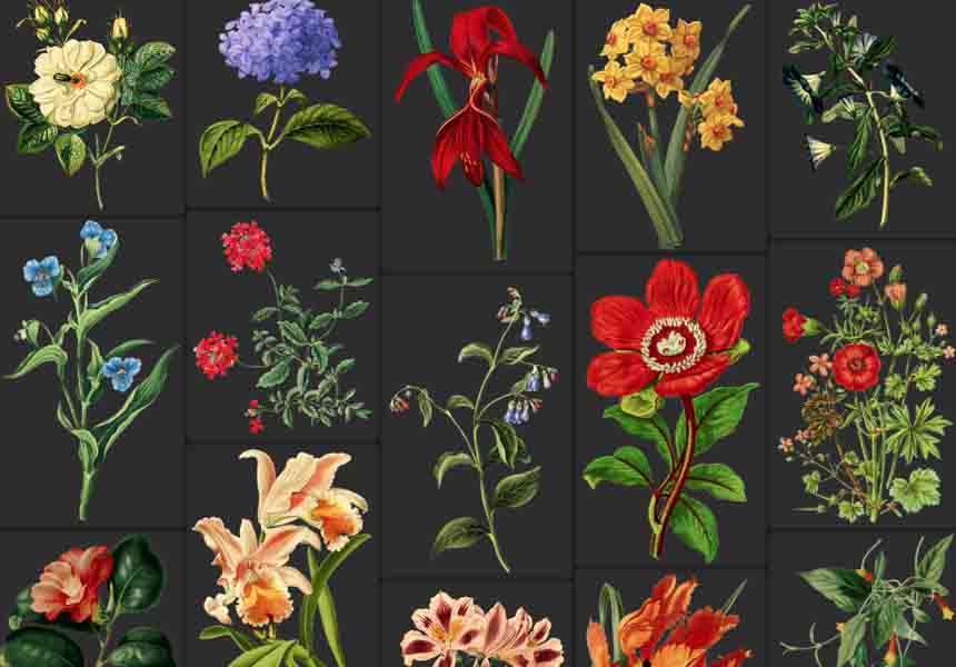 75+复古手绘植物花卉插画高清PNG图片素材